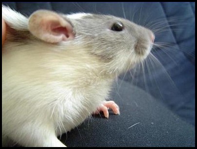 Goître sur un rat atteint de SDA