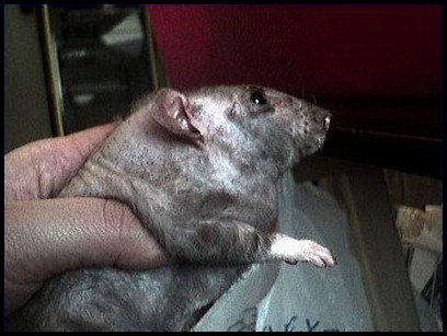 Goître sur un rat atteint de SDA