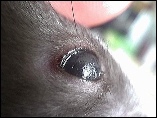 Lésions de la cornée chez un rat atteint de SDA