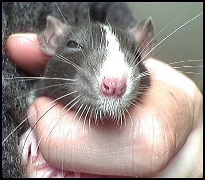 Lésions de la cornée chez un rat atteint de SDA