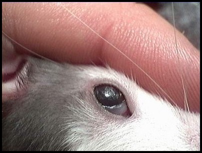 Lésions de la cornée chez un rat atteint de SDA