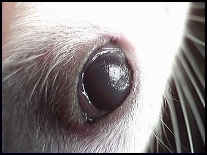 Lésions de la cornée chez un rat atteint de SDA