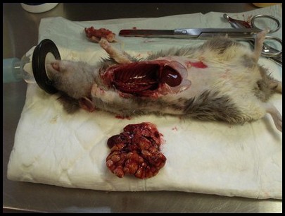 Autopsie rat abcès poumons