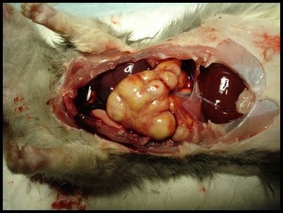 Autopsie rat abcès poumons corynebactérie