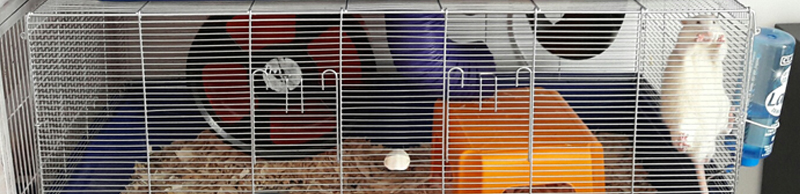 Cage à lapin aménagée pour rats