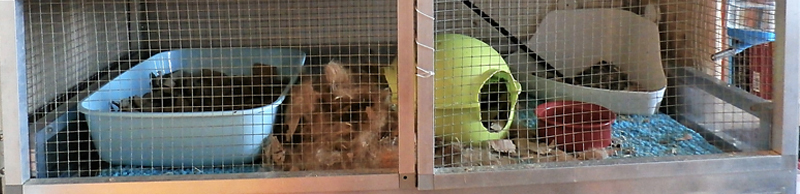 Cage fait maison pour rats