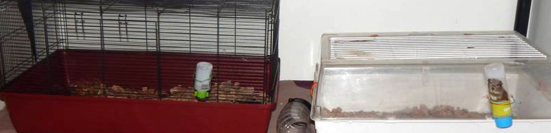 Cage de quarantaine pour rats