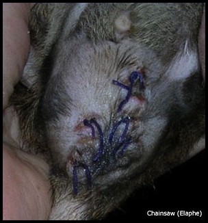 Cicatrice castration rat