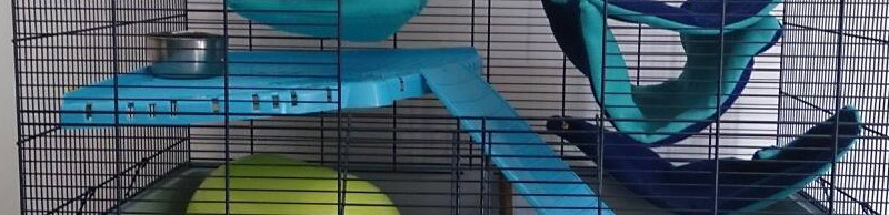 Cage de convalescence pour rats