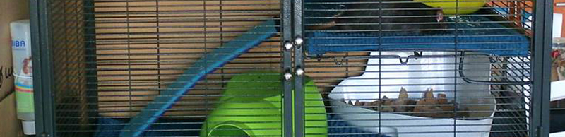 Cage Critter Nation pour Rats
