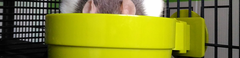 Gamelle rat