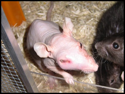 Infection de l'oeil chez un rat