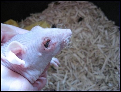 Infection de l'oeil chez un rat