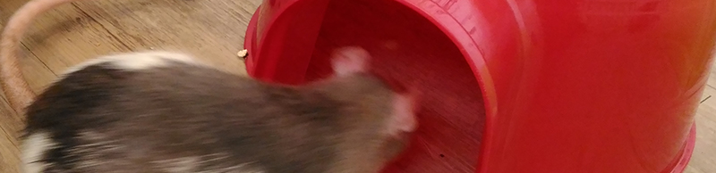Maison igloo rat