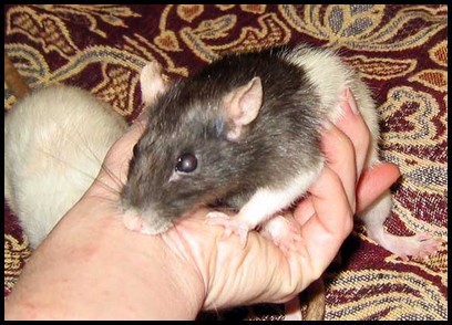 Paralysie faciale chez un rat