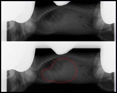Radio poumon rat abcès