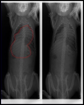 Radio poumon rat corynébactérie