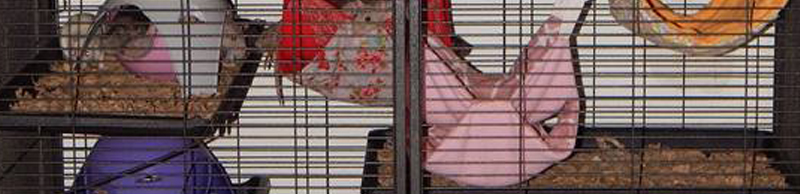 Cage Savic Royale 115 pour rats