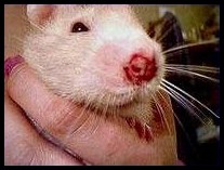 Porphyrine sur le nez d'un rat