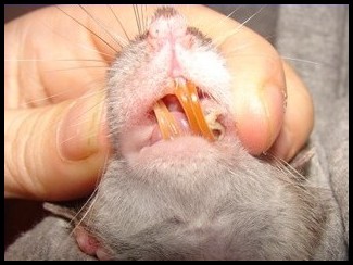 Malocclusion dentaire chez un rat