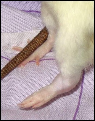 Arthrite patte rat
