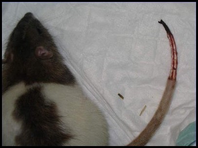 Queue dégantée rat