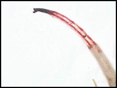 Queue dégantée nécrose rat