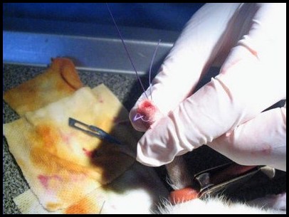 Amputation queue rat