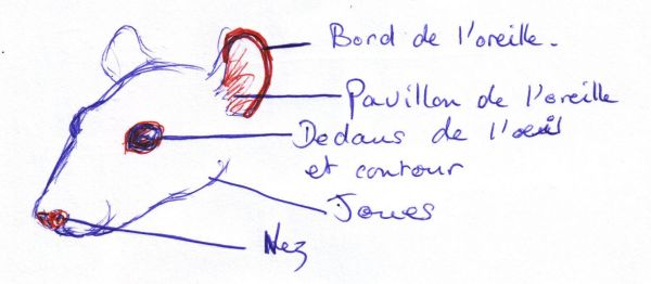 Schéma de la tête du rat