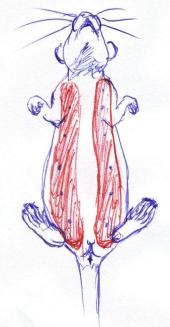 Chaînes mammaires rate