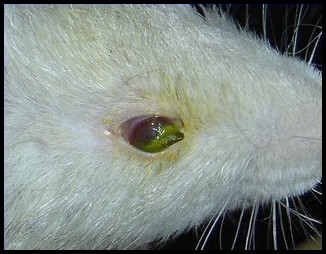 Examen fluorescéine d'une blessure à l'oeil chez un rat