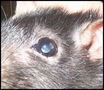 Lésion cristallin rat