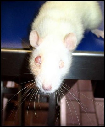 Ablation oeil rat