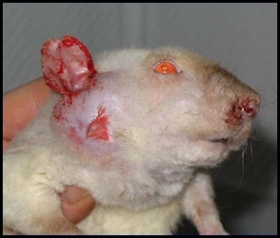 Tumeur de la glande de Zymbal chez un rat