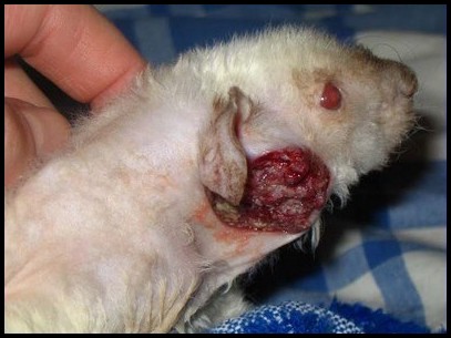 Tumeur avancée de la glande de Zymbal chez un rat