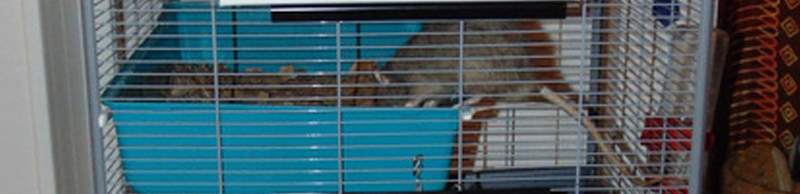 Volière aménagée pour rats