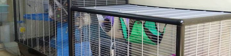 Cages Zeno 3 Empire et Zeno 2 pour rats
