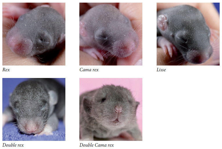 poils.jpg