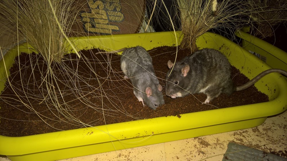 Rats en liberté 3.jpg