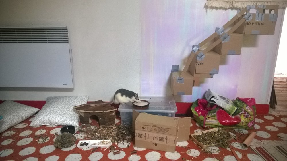 rats en libertés 2.jpg