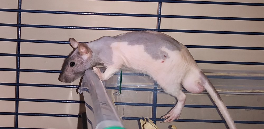 Pee-Wee 6 semaines.jpg