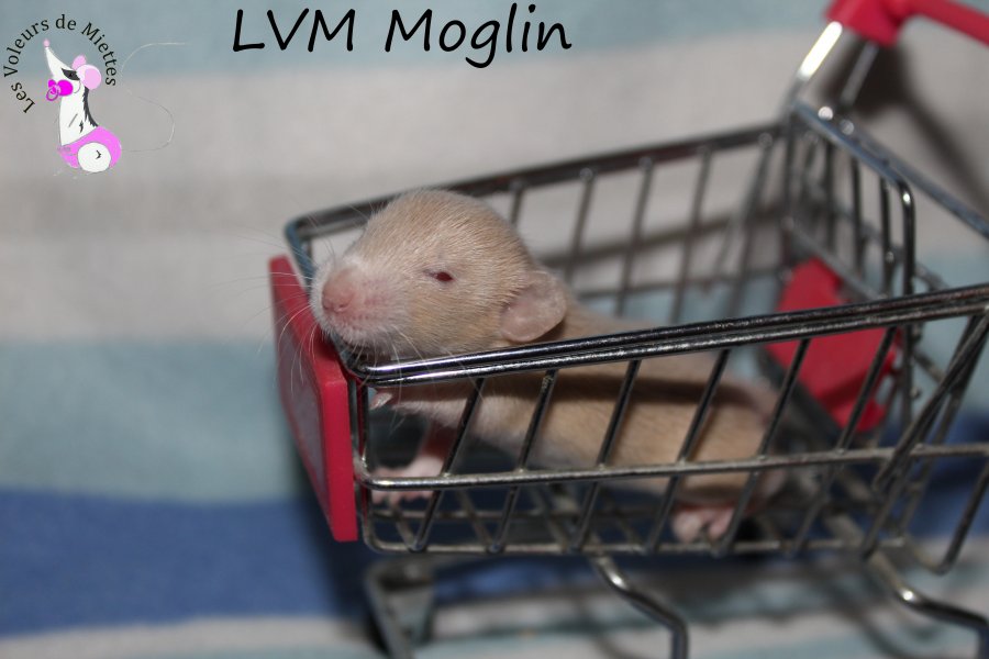 Moglin.JPG