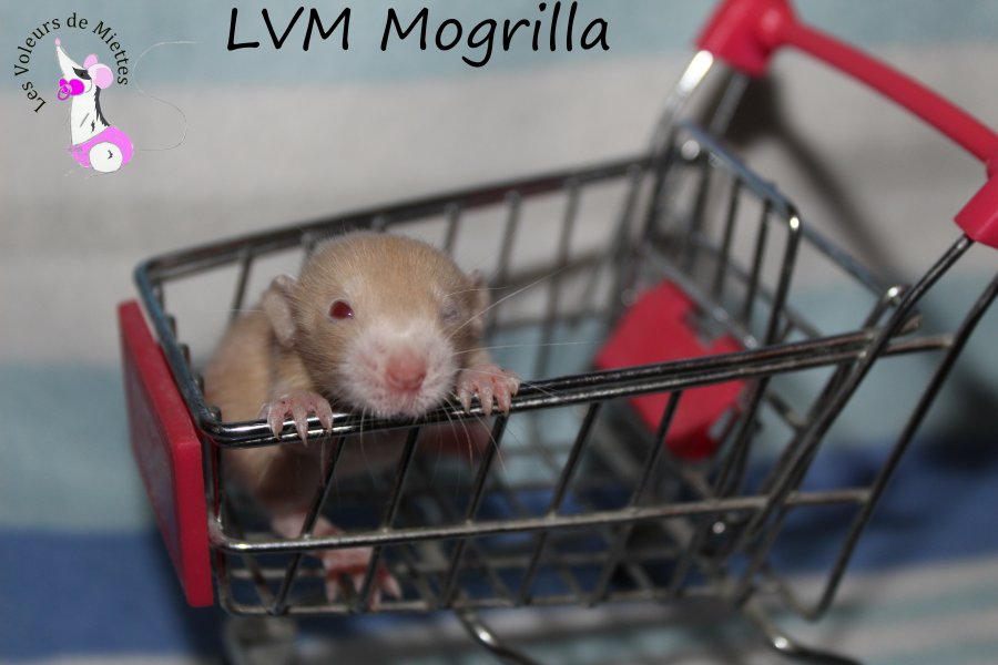 Mogrilla.JPG
