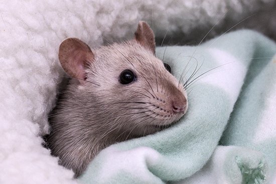 Plus d’informations sur « Les variétés de rats »