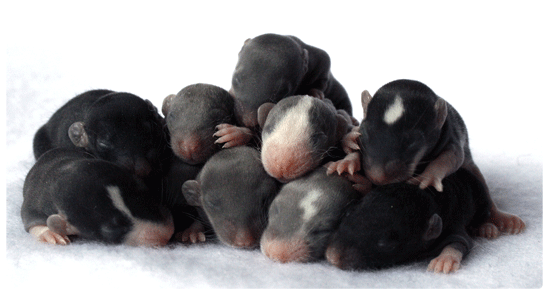 Plus d’informations sur « Reproduction du Rat Domestique »