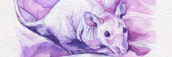 [−5%] Anaïs Chesnoy, peintre, portraitiste de rongeurs