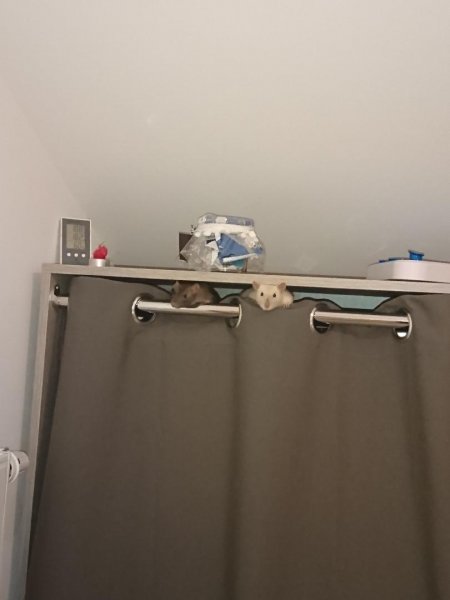 nanai et shenzi connerie.jpg