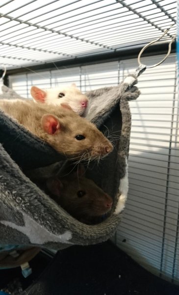 doudous dans le dodo de tata.jpg