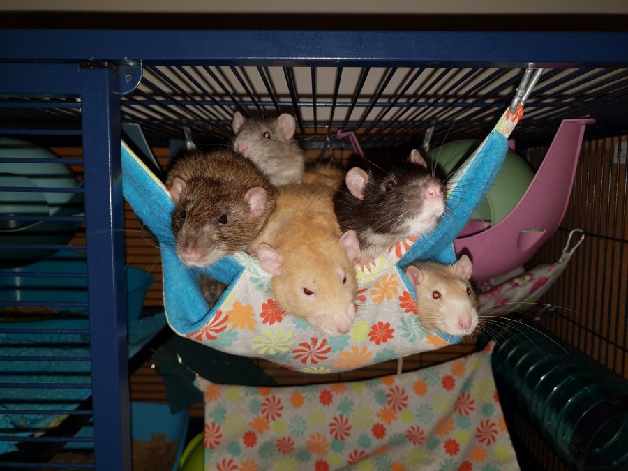 Groupe de rats dans un hamac