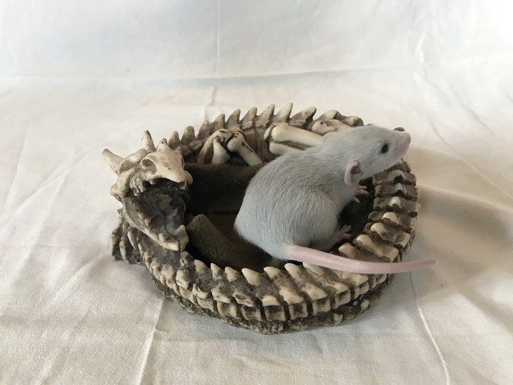 Rainbow Cricket #1.JPG